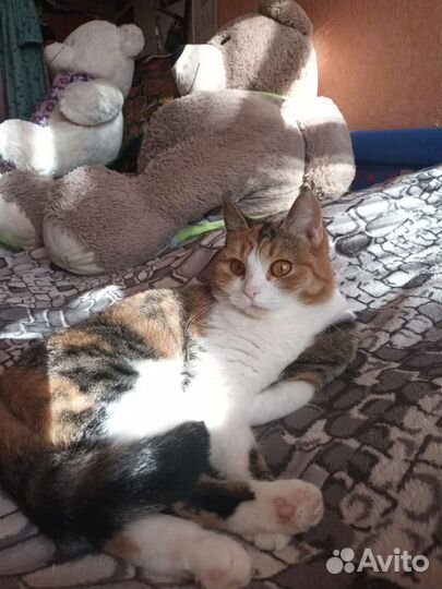 Кошки в добрые руки