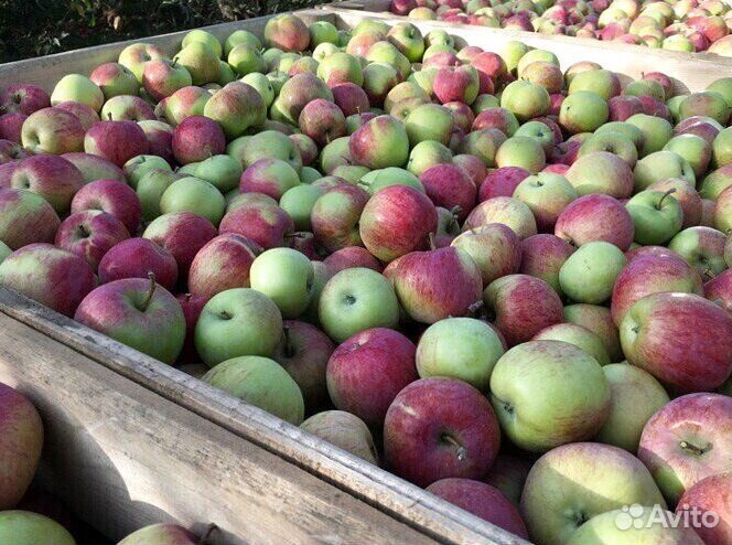 Сборщик яблок на вахту