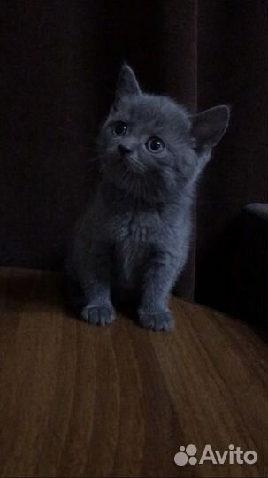 Британские котята