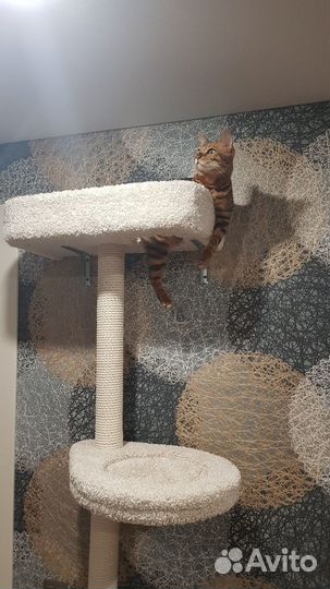 Когтеточка столбик с гамаком 