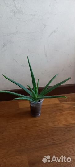 Хлорофитум кудрявый, алое-вера