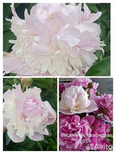 Пионы корни сортовые