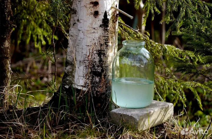 Березовый сок