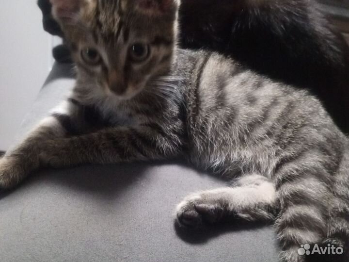 Карликовый сибирский тигр серого окраса