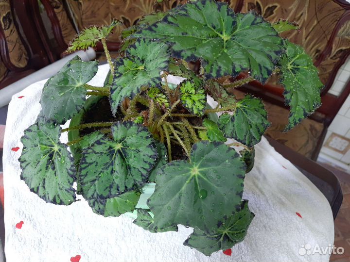 Бегония тигровая