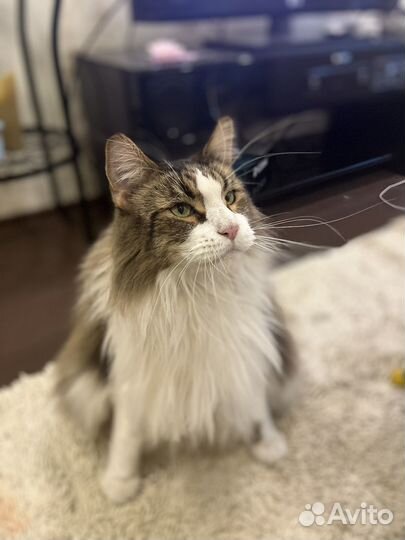 Мейкун бесплатно