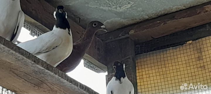 Голуби