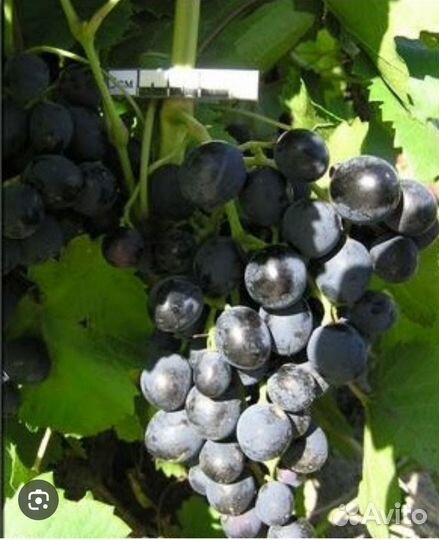 Саженцы винограда фото 20.04.24 г