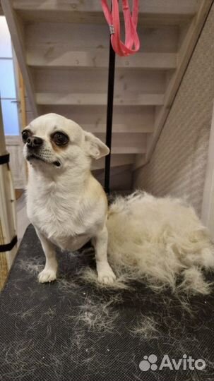 Стрижка собак. Грумминг. Тримминг. Вычес кошек