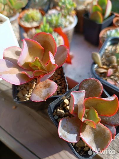 Суккуленты 1