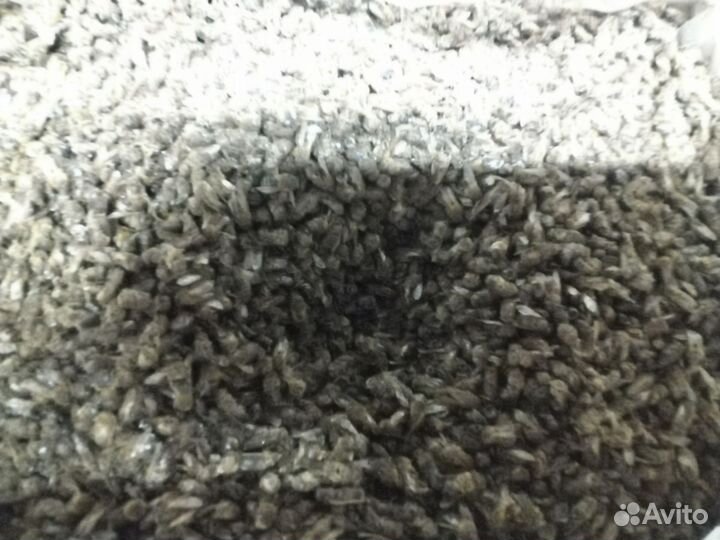 Пчелиный подмор