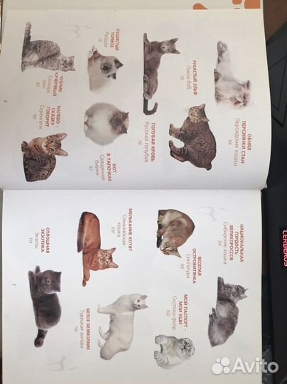 Книга Котовасия, О. Волковой