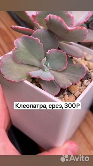 Суккуленты эхеверия