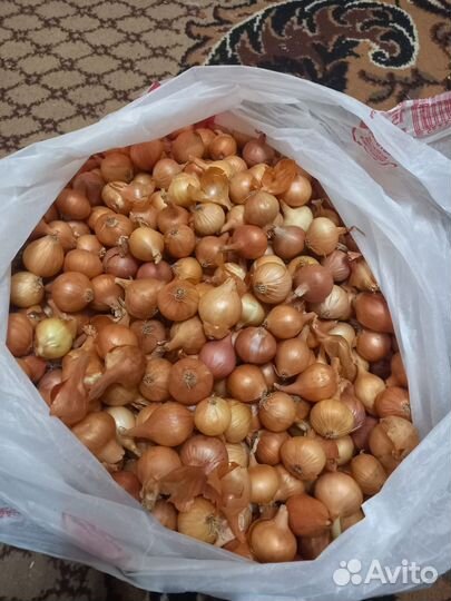 Семена для огорода