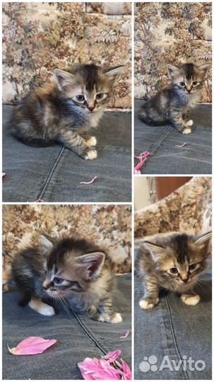 Котята в добрые руки бесплатно