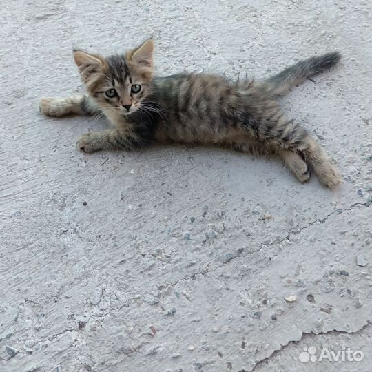 Отдам в добрые руки