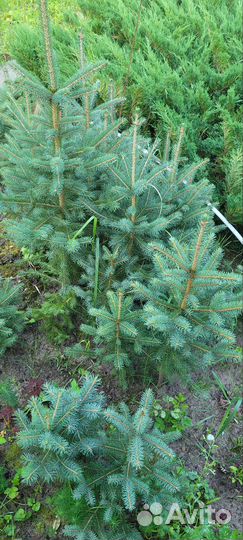 Ель голубая