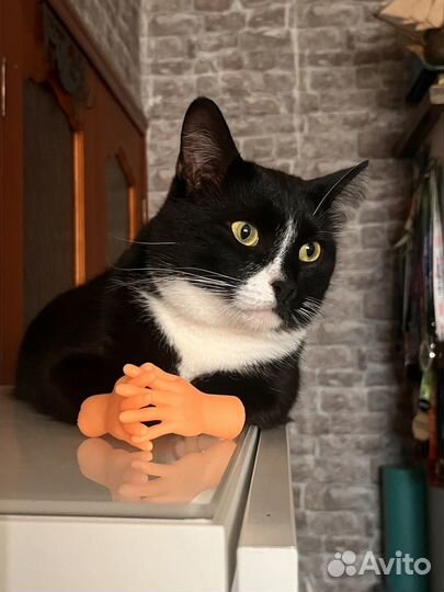 Передержка котиков