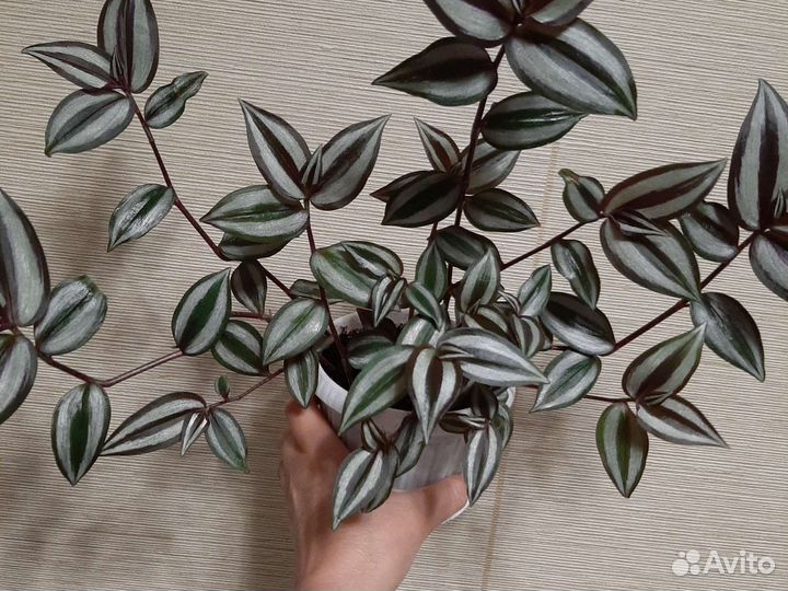 Традесканция зебрина в горшке