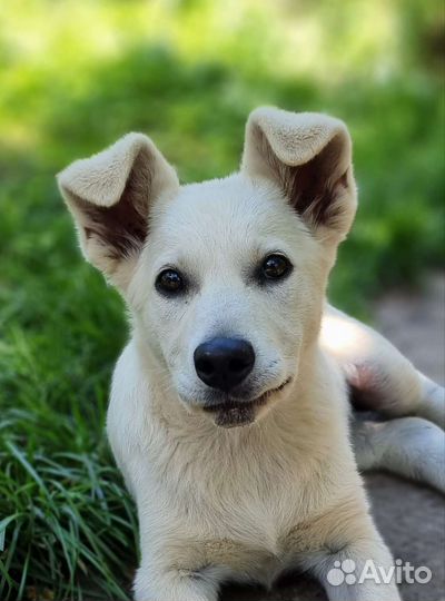 Мила, 2.5 месяца, вырастет ниже колена