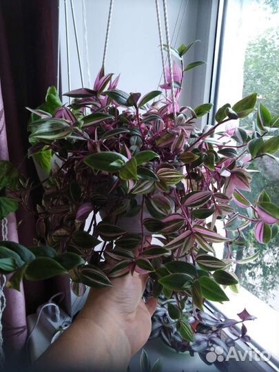 Традесканция Радужный холм