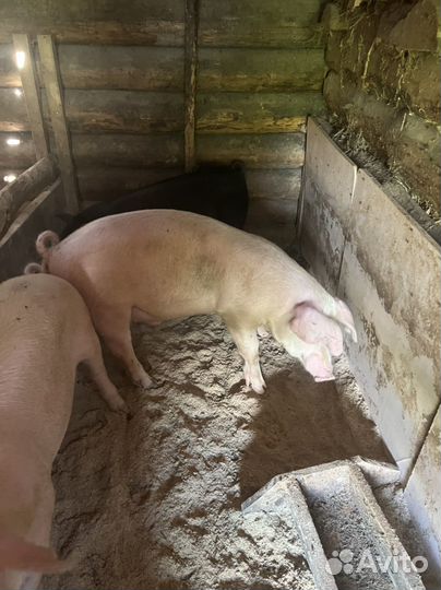 Хряк на племя