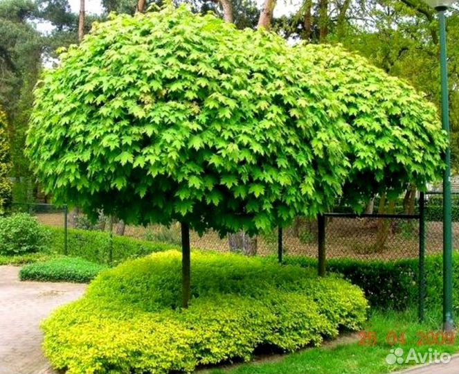 Клен Глобоссум купить