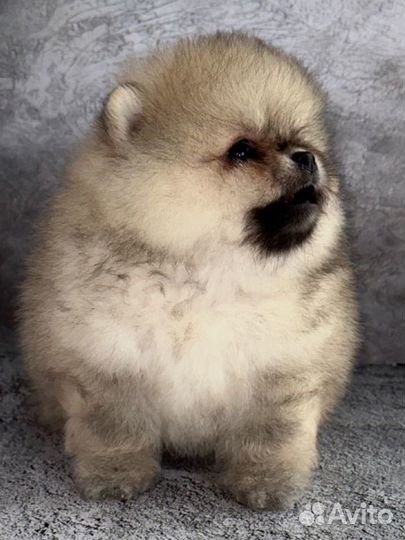 Померанский шпиц