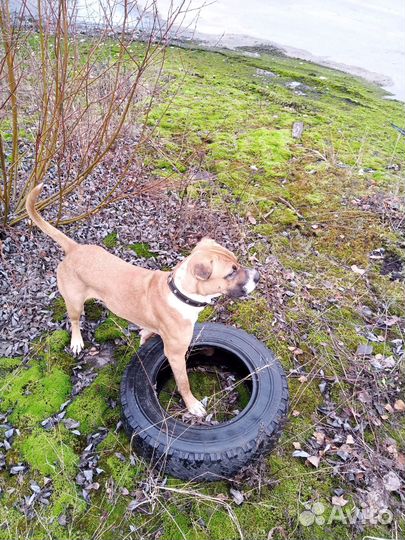 Щенки питбуля