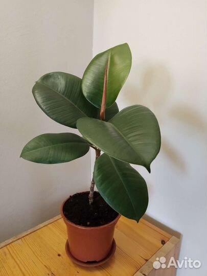 Фикус каучуконосный