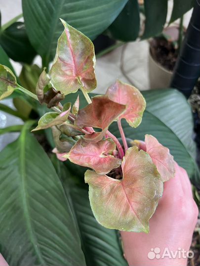 Клубничный лед