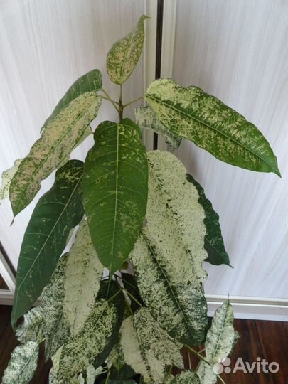 Фикус Алтиссима Нью Клон