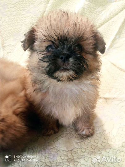 Собакащенки