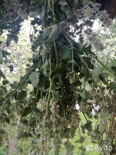 Огурцы бочковые, 5 л. Мелисса