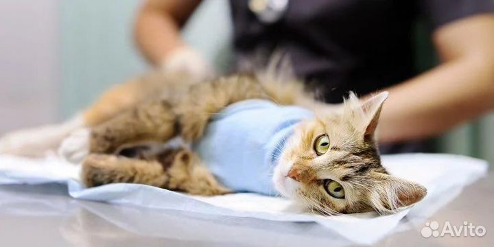 Стерилизация кошек и собак