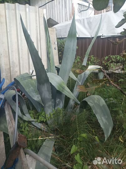 Агава голубая большая