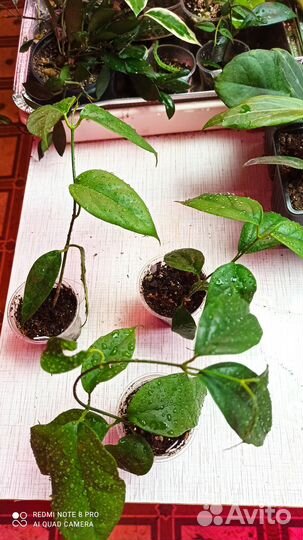 Редкие хойи Chewiorum (Очень редкая )