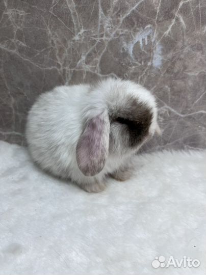 Карликовые кролики питомник