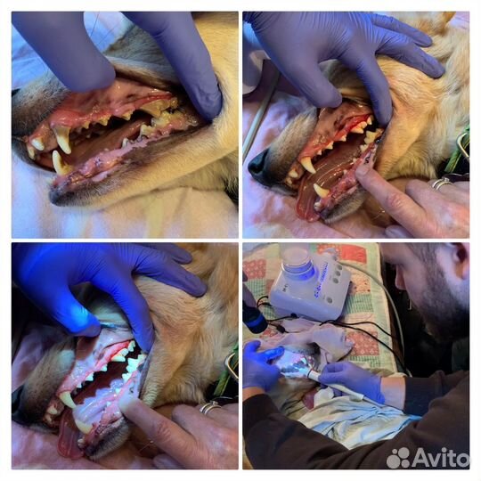 Вызов ветеринара на дом