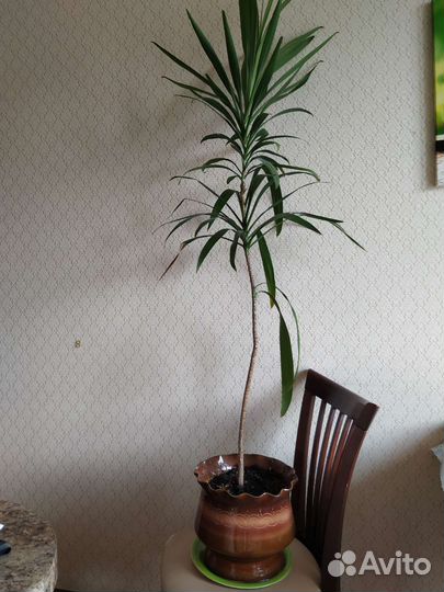 Пальма драцена