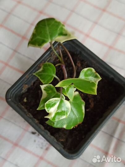 Синецио - редкое комнатное растение