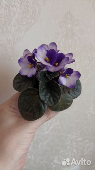 Сортовая фиалка