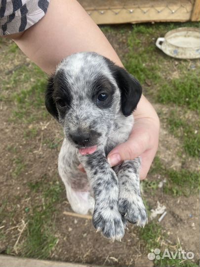 Собаки щенки спаниель