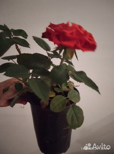 Роза саженец