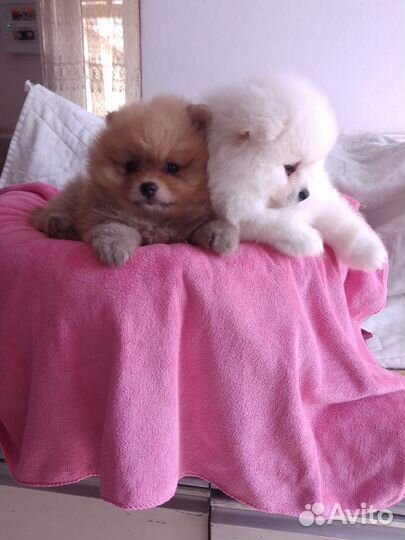 Щенки Малый немецкий Шпиц