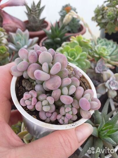 Пахифитум розовый