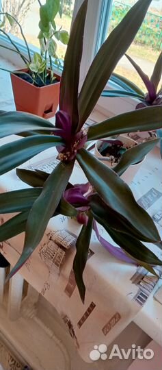 Традесканция фиолетовая(сеткрезия)