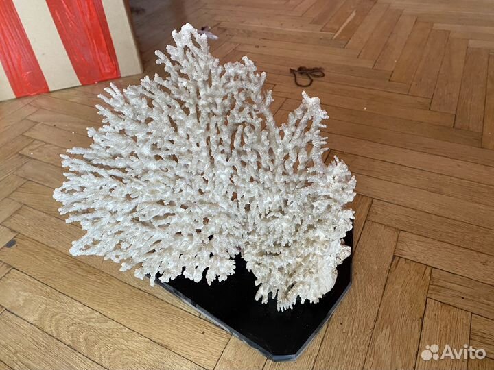 Морские коралы статеэтки