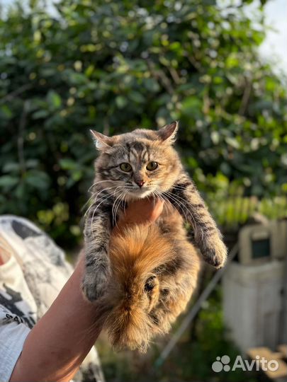 Кошка в добрые руки