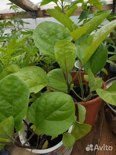 Рассада помидор, перца, баклажанов, цветов, капуст